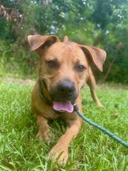 Rescue Black Mouth Cur and Mixed Breed Dogs for Adoption in Shrewsbury, Massachusetts - Ricky | PetCurious