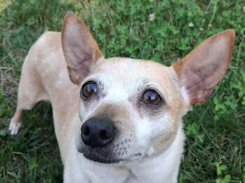 Trixie -  Chihuahua Dog for Adoption in Algood, Tennessee - Trixie | PetCurious