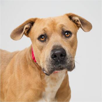 Chuy -  Pit Bull Terrier and Mixed Breed Dog for Adoption in Palm Springs, California - Chuy | PetCurious