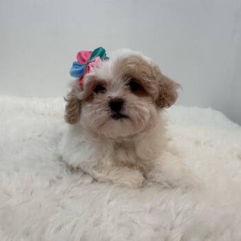 Tootles -  Shih Poo Dog for Adoption in Wrightstown, New Jersey - Tootles | PetCurious