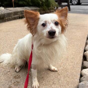 Sika -  Mixed Breed Dog for Adoption in Chester Springs, Pennsylvania - Sika | PetCurious