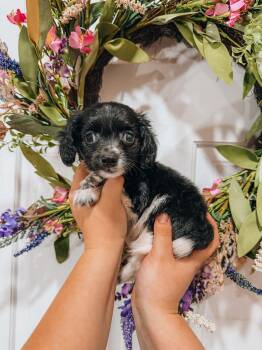 Dachshund Dogs Available for Adoption - Naveen | PetCurious