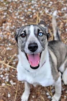 Siberian Husky and Mixed Breed Dogs Available for Adoption in Morton Grove, Illinois - Nova | PetCurious
