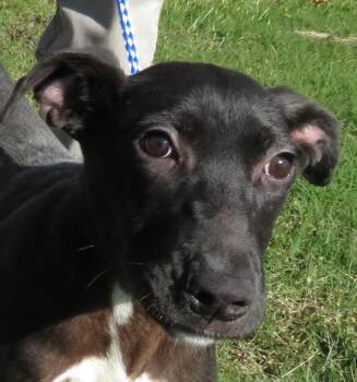 Rescue Labrador Retriever and Terrier Dogs for Adoption in Hernando, Mississippi - Zappa | PetCurious