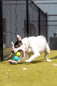 Dominos -  Mixed Breed Dog for Adoption in West Chester, Pennsylvania - Dominos | PetCurious