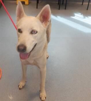 Rescue Siberian Husky Dogs for Adoption in San Jose, California - PUMPKIN | PetCurious