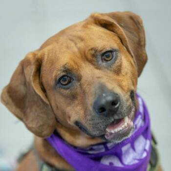 Rusty- Pups for Parole Training Graduate -  Hound and Boxer Dog for Adoption in Springfield, Missouri - Rusty- Pups For Parole Training Graduate | PetCurious