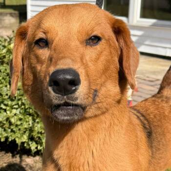 Gracie -  Golden Retriever and Mixed Breed Dog for Adoption in Calverton, New York - Gracie | PetCurious