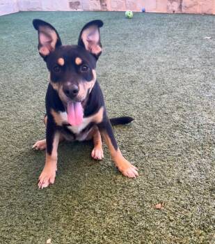 Rescue Shepherd and Rottweiler Dogs for Adoption in Seguin, Texas - Pixie / Saphire | PetCurious