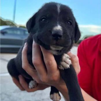 Lund -  Border Collie and Mixed Breed Dog for Adoption in Brainerd, Minnesota - Lund | PetCurious