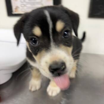 Linkin -  Dachshund and Cardigan Welsh Corgi Dog for Adoption - Linkin | PetCurious