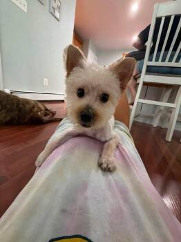 Bennie -  Maltese and Yorkshire Terrier Dog for Adoption in Berlin, New Jersey - Bennie | PetCurious