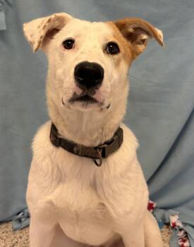 Rescue Yellow Labrador Retriever Dogs for Adoption in Buffalo, Minnesota - Gretchen | PetCurious
