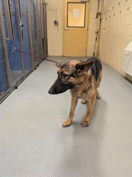 MISSY MISS -  German Shepherd Dog Dog for Adoption in South Lake Tahoe, California - MISSY MISS | PetCurious