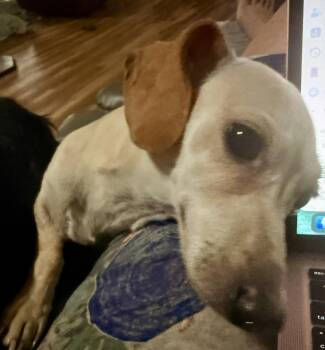 Pearl -  Dachshund Dog for Adoption in Prague, Oklahoma - Pearl | PetCurious