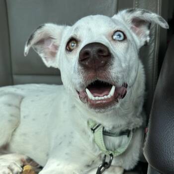 Terrier and Australian Cattle Dog Blue Heeler Dogs Available for Adoption in Union, Missouri - Speckle FC A | PetCurious