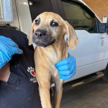 Mallory -  Pit Bull Terrier Dog for Adoption in Birmingham, Alabama - Mallory | PetCurious