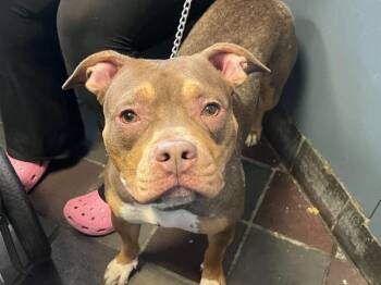 Belle -  Mixed Breed Dog for Adoption in New York, New York - Belle | PetCurious