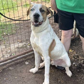 Rescue Mixed Breed Dogs for Adoption in Anahuac, Texas - Doogey | PetCurious