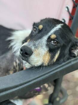 Rescue Labrador Retriever Dogs for Adoption in Lewisville, Indiana - Tulip | PetCurious