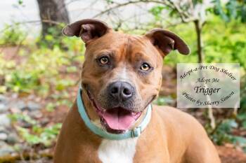 TRIGGER -  Pit Bull Terrier Dog for Adoption in Shelton, Washington - TRIGGER | PetCurious