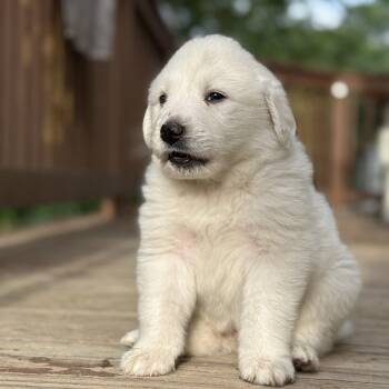 Anchovy -  Great Pyrenees Dog for Adoption in Richmond, Virginia - Anchovy | PetCurious