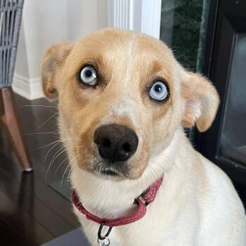 Husky Dogs Available for Adoption - Valerie | PetCurious