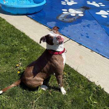 Rasputia -  Pit Bull Terrier Dog for Adoption in Branford, Connecticut - Rasputia | PetCurious