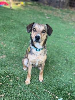 Beagle and Chihuahua Dogs Available for Adoption in Salt Lake City, Utah - Soraya | PetCurious
