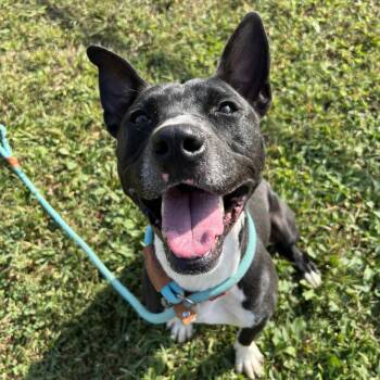 Socks -  Mixed Breed Dog for Adoption in Chattanooga, Tennessee - Socks | PetCurious
