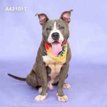 DIPPER -  Pit Bull Terrier Dog for Adoption in Conroe, Texas - DIPPER | PetCurious