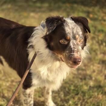 Gibson -  Australian Shepherd Dog for Adoption in Mansfield, Texas - Gibson | PetCurious