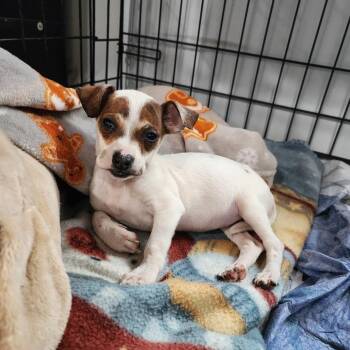 Mixed Breed Dogs Available for Adoption in Boaz, Alabama - Valentina | PetCurious