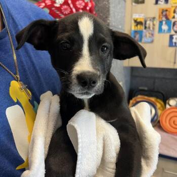 Australian Cattle Dog Blue Heeler and Retriever Dogs Available for Adoption - Blush | PetCurious