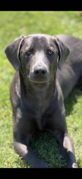 Mellow -  Weimaraner and Labrador Retriever Dog Available for Adoption in Creston, California - Mellow | PetCurious