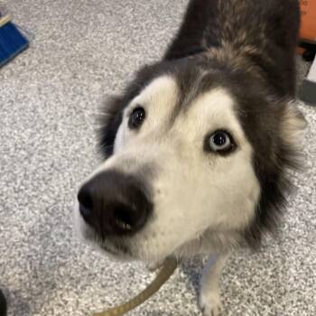 Husky Dogs Available for Adoption - Maverick | PetCurious