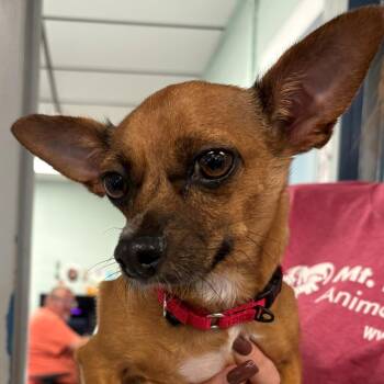 Lucky -  Chihuahua Dog for Adoption in East Hanover, New Jersey - Lucky | PetCurious