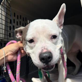 Osha -  Pit Bull Terrier Dog for Adoption in Newark, New Jersey - Osha | PetCurious