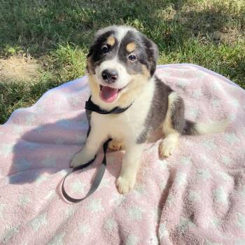 Panda Bear -  Collie Dog for Adoption in Medfield, Massachusetts - Panda Bear | PetCurious