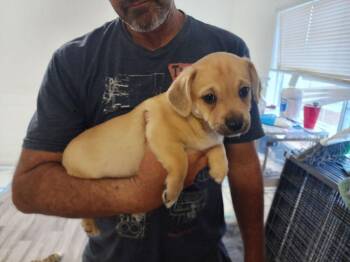 Corgi and Pug Dogs Available for Adoption in Windsor, California - Prince William | PetCurious