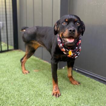 Mishka 22432 -  Rottweiler Dog for Adoption in Cumming, Georgia - Mishka 22432 | PetCurious