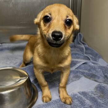 Giselle -  Chihuahua and Mixed Breed Dog for Adoption in Palm Springs, California - Giselle | PetCurious