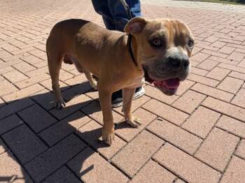 Warren -  Pit Bull Terrier Dog for Adoption in Austin, Texas - Warren | PetCurious