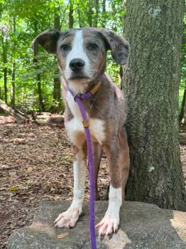 Yankee Doodle -  Hound Dog for Adoption in East Haddam, Connecticut - Yankee Doodle | PetCurious