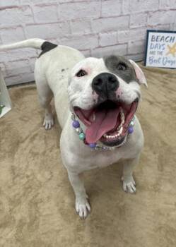 Tap Shoes -  American Bulldog and Mixed Breed Dog for Adoption in Detroit, Michigan - Tap Shoes | PetCurious