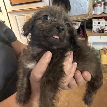 Sheldon -  Poodle and Mixed Breed Dog for Adoption in Temple, Texas - Sheldon | PetCurious