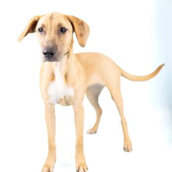 Tina -  Mixed Breed Dog for Adoption in Portland, Oregon - Tina | PetCurious
