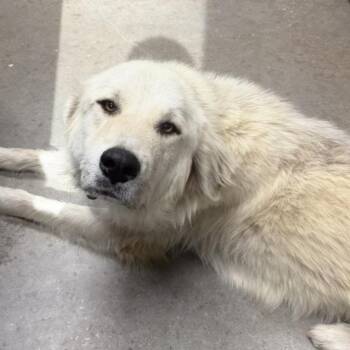 King -  Great Pyrenees Dog for Adoption in Midland, Texas - King | PetCurious