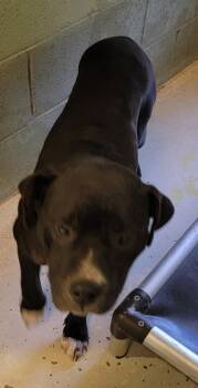 Terrier and Mixed Breed Dogs Available for Adoption - Callum (Demodex+) | PetCurious