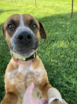 Rescue Black Mouth Cur and Boxer Dogs for Adoption in Centerton, Arkansas - Mason | PetCurious